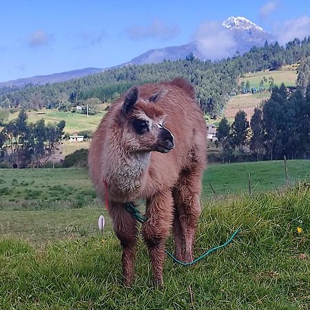 Cuscungo Cotopaxi Hostel & Lodge Chasqui エクステリア 写真