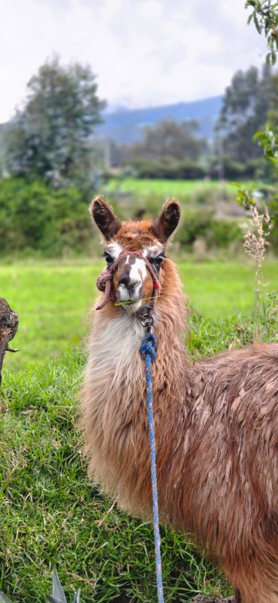 Cuscungo Cotopaxi Hostel & Lodge Chasqui エクステリア 写真