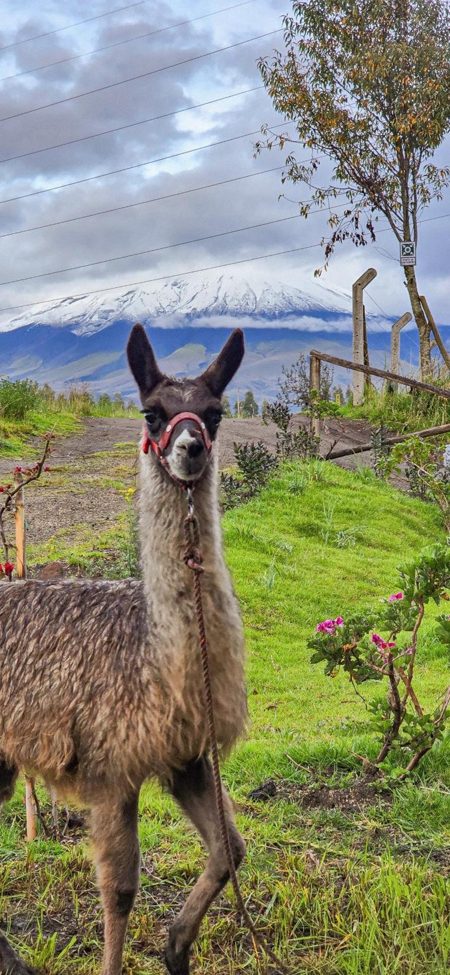 Cuscungo Cotopaxi Hostel & Lodge Chasqui エクステリア 写真